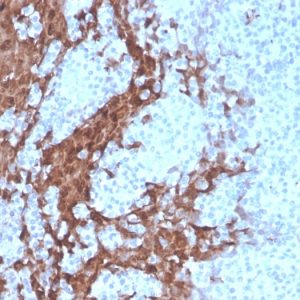 Formalin-fixed, paraffin-embedded human Tonsil stained with G-CSF Recombinant Mouse Monoclonal Antibody (rCSF3/900).