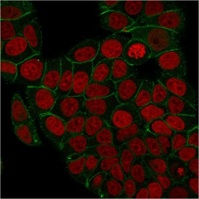Immunofluorescence staining of PFA-fixed MCF-7 cells with Catenin, gamma Mouse Monoclonal Antibody (rCTNG/1664) followed by CF®488A goat anti-mouse IgG (Green). Nuclei are labeled with RedDot™2 (Red).