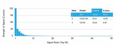 Analysis of Protein Array containing more than 19,000 full-length human proteins using RET Mouse Monoclonal Antibody (RET/2976). Z- and S- Score: The Z-score represents the strength of a signal that a monoclonal antibody (Monoclonal Antibody) (in combination with a fluorescently-tagged anti-IgG secondary antibody) produces when binding to a particular protein on the HuProtTM array. Z-scores are described in units of standard deviations (SD's) above the mean value of all signals generated on that array. If targets on HuProtTM are arranged in descending order of the Z-score, the S-score is the difference (also in units of SD's) between the Z-score. S-score therefore represents the relative target specificity of a Monoclonal Antibody to its intended target. A Monoclonal Antibody is considered to specific to its intended target, if the Monoclonal Antibody has an S-score of at least 2.5. For example, if a Monoclonal Antibody binds to protein X with a Z-score of 43 and to protein Y with a Z-score of 14, then the S-score for the binding of that Monoclonal Antibody to protein X is equal to 29.