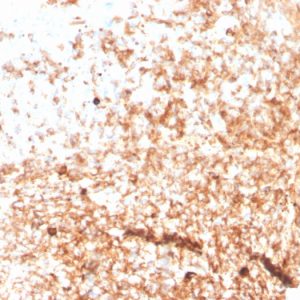 Formalin-fixed, paraffin-embedded human Tonsil stained with IgM Recombinant Mouse Monoclonal Antibody (rIGHM/3802).