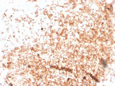 Formalin-fixed, paraffin-embedded human Tonsil stained with IgM Recombinant Mouse Monoclonal Antibody (rIGHM/3802).