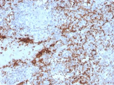 Formalin-fixed, paraffin-embedded human spleen stained with CD61 Recombinant Mouse Monoclonal Antibody (rITGB3/2145).