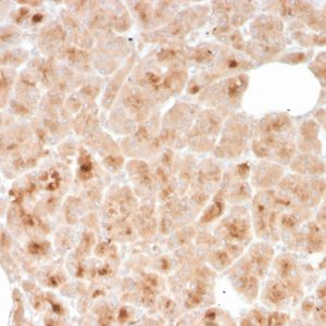 Formalin-fixed, paraffin-embedded human pancreas stained with LMO2 Mouse Monoclonal Antibody (rLMO2/1971).