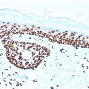 Formalin-fixed, paraffin-embedded human skin stained with Nucleophosmin Recombinant Mouse Monoclonal Antibody (rNPM1/1901).