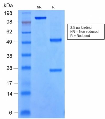 SDS-PAGE Analysis of Purified SOX9 Monoclonal Antibody (rSOX9/2288). Confirmation of Integrity and Purity of the Antibody.