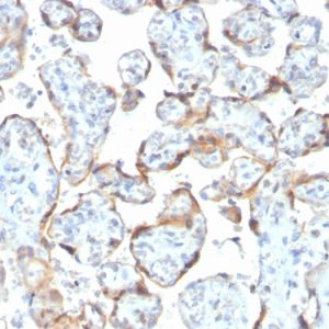 Formalin-fixed, paraffin-embedded human Placenta stained with TIMP2 Mouse Recombinant Monoclonal Antibody (rTIMP2/2335).