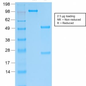 SDS-PAGE Analysis Purified SOX9 Recombinant Rabbit Monoclonal Antibody (SOX9/2287R). Confirmation of Integrity and Purity of the Antibody.