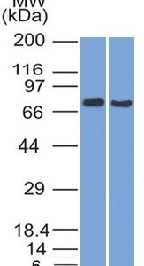 Western Blot (1) HeLa and (2) HepG2 cell lysate using TCF4 Mouse Monoclonal Antibody (TCF4/1705).