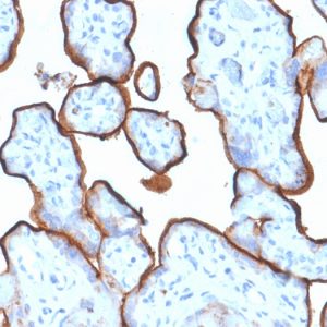 Formalin-fixed, paraffin-embedded human Placenta stained with CD71 Mouse Monoclonal Antibody (TFRC/1839).