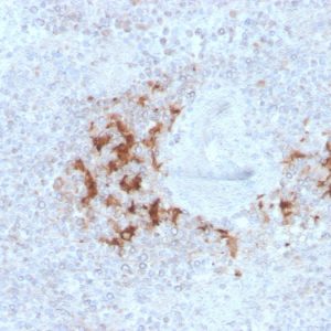 Formalin-fixed, paraffin-embedded human Spleen stained with TRAF1 Mouse Monoclonal Antibody (TRAF1/3298).