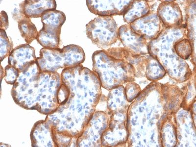 Formalin-fixed, paraffin-embedded human Placenta stained with Monospecific Mouse Monoclonal Antibody to VISTA (VISTA/3006).