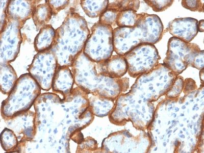 Formalin-fixed, paraffin-embedded human Placenta stained with VISTA Monospecific Mouse Monoclonal Antibody (VISTA/3007).