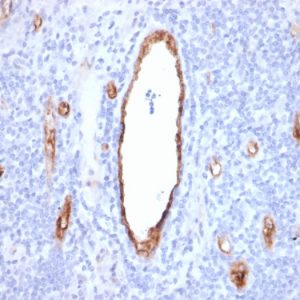 Formalin-fixed, paraffin-embedded human Tonsil stained with vWF Mouse Monoclonal Antibody (VWF/2480).