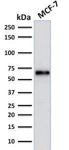 Western Blot Analysis of human MCF-7 cell lysate using Estrogen Receptor alpha Mouse Monoclonal Antibody (ER506).