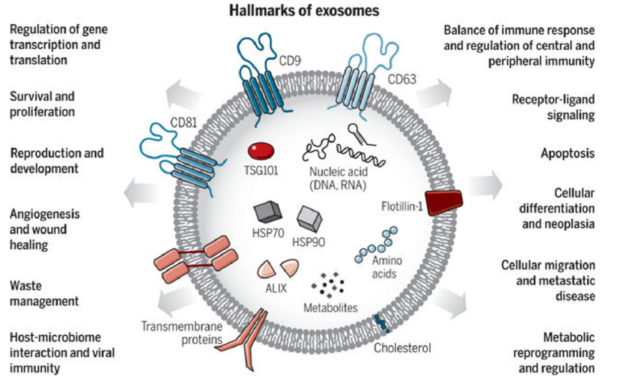 Экзосомы. Extracellular vesicles. Экзосомы и вирусы. Экзосомы анатомия.