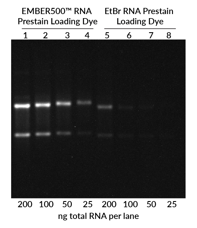 Ember500 Rna Prestain Loading Dye