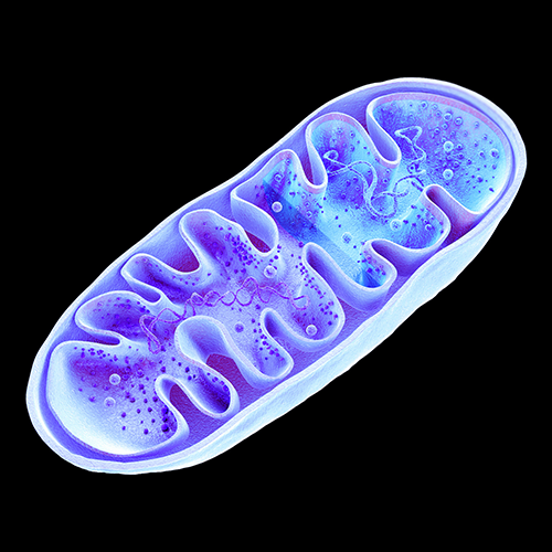 Fluoroamphiphile-based nanocarriers for intracellular drug delivery and ...