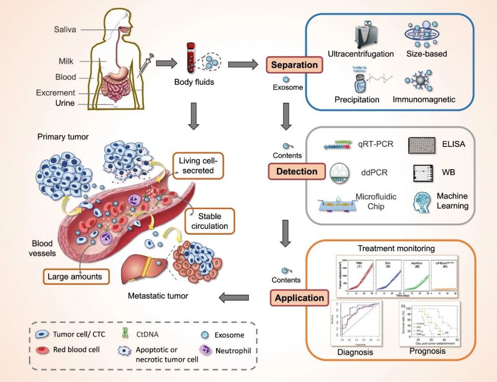 Exosome-Based Liquid Biopsies: The Potential & the Road Ahead - Biotium