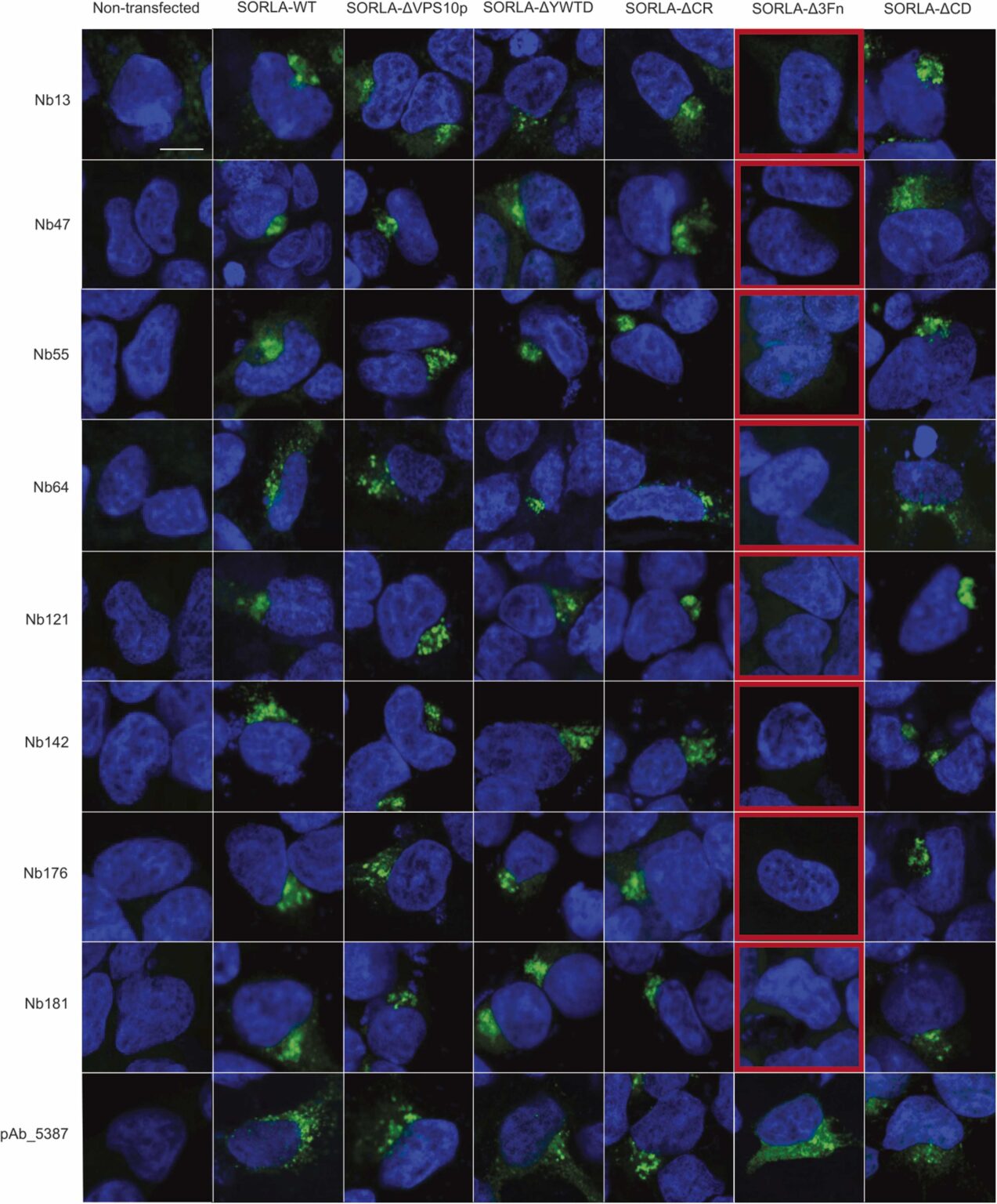 Mix-n-Stain™ Labeling Used In Epitope Mapping Of Novel NANOBODIES® For ...