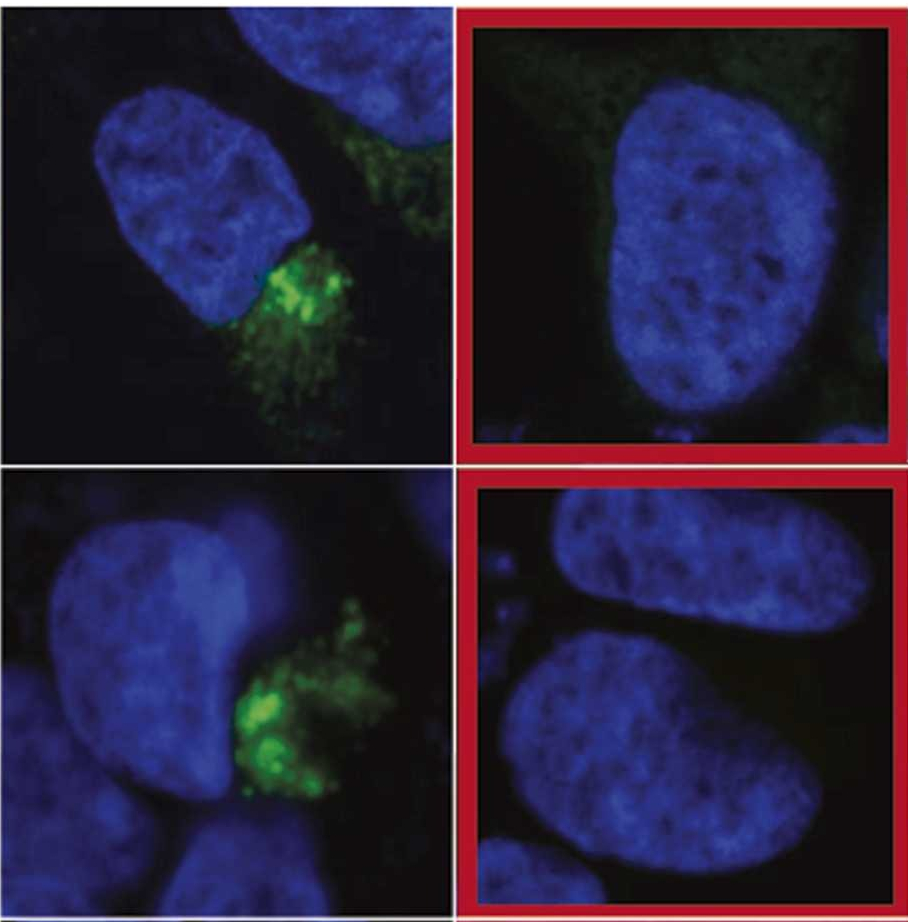 Mix-n-Stain™ Labeling Used In Epitope Mapping Of Novel NANOBODIES® For ...