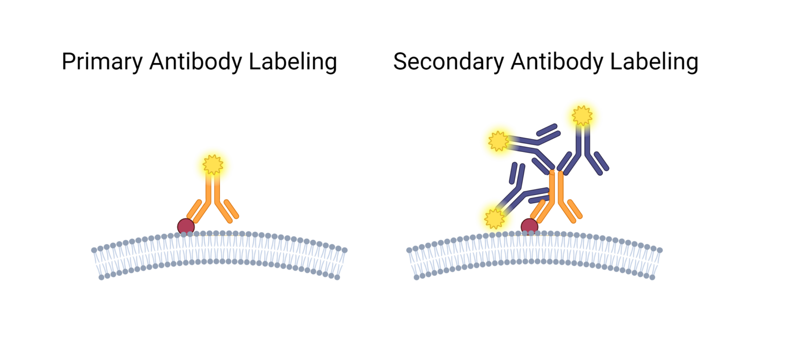 7 Tips for Selecting the Perfect Antibody - Biotium