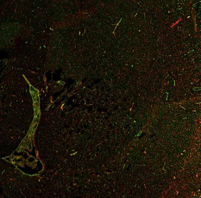 Lycopersicon Esculentum (Tomato) Lectin (LEL, TL) Conjugates - Image 3