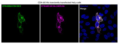 6X His Tag Recombinant Monoclonal Mouse Antibody (2405.H6) - Biotium Choice <svg class="svgicon svg-verified"><use xlink:href="#svg-verified"></use></svg> - Image 3