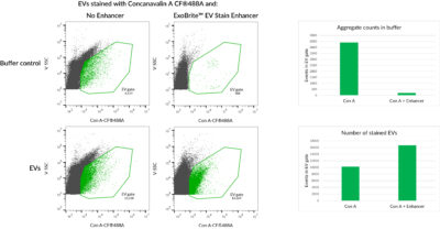 ExoBrite™ EV Stain Enhancer (100X) - Image 4