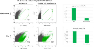 Sambucus Nigra Lectin (SNA, EBL) Conjugates - Image 3