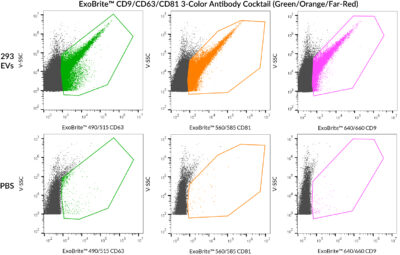 ExoBrite™ CD9/CD63/CD81 3-Color Antibody Cocktails - Image 3