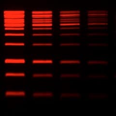 GelRed® Nucleic Acid Gel Stain<svg class="svgicon svg-earthfriendly"><use xlink:href="#svg-earthfriendly"></use></svg>