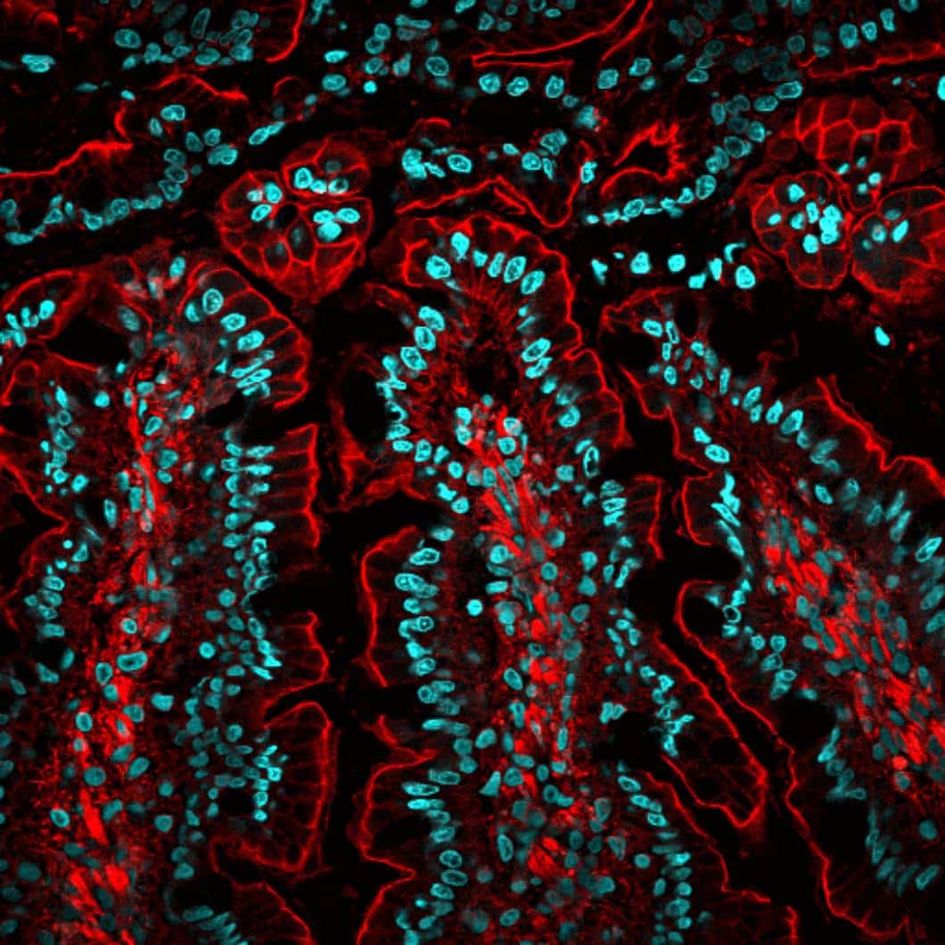 rat intestine cryosection stained with CF568 Phalloidin and mounted in Drop-n-Stain EverBrite with DAPI