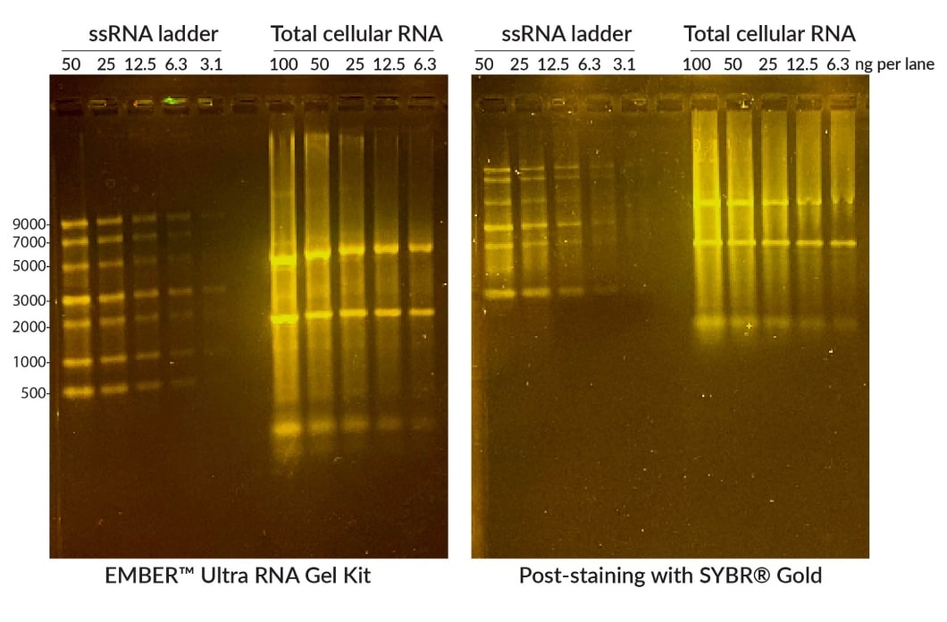 comparison of EMBER Ultra RNA Gel (left) with 1% agarose gel post-stained with SYBR Gold