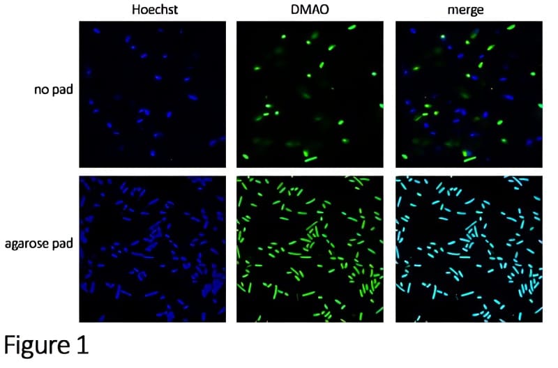 E. coli staining with DMAO and Hoechst