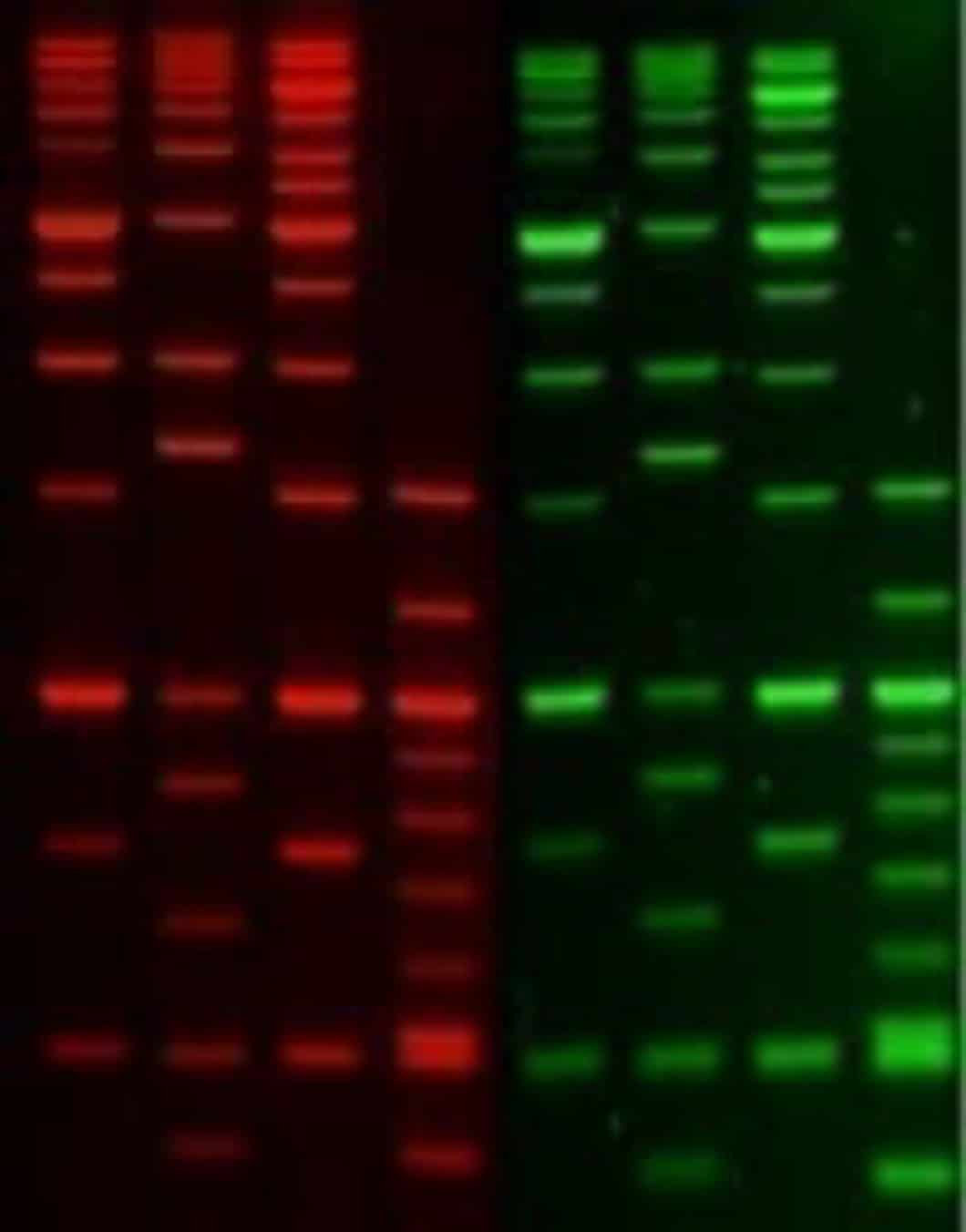 DNA staining with gel electrophoresis reagents