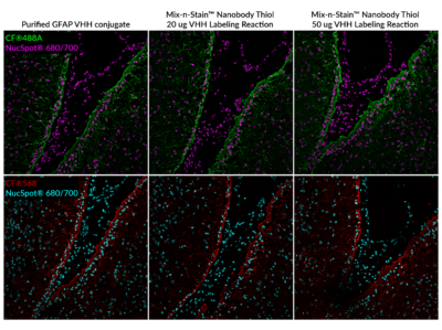 Mix-n-Stain™ Nanobody Thiol Labeling Kits - Image 2