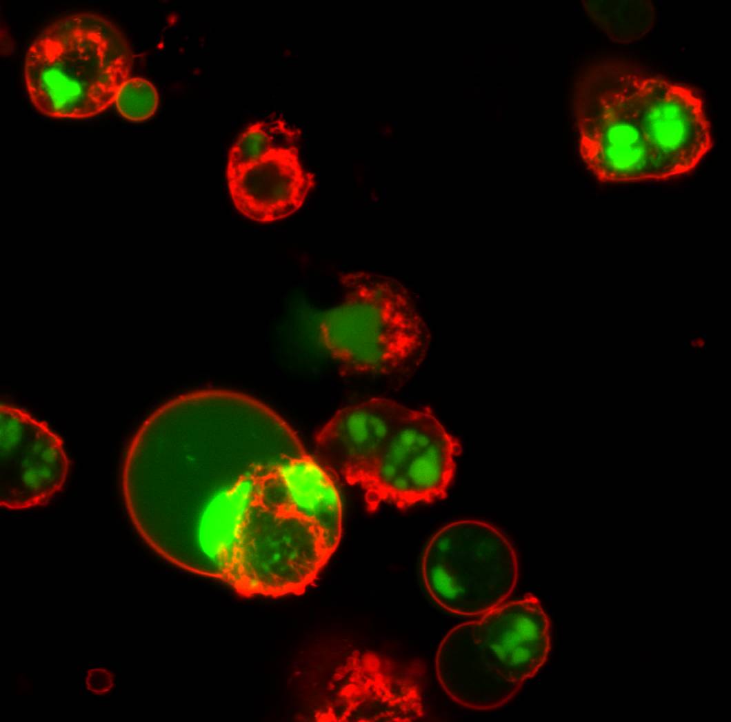 apoptotic HeLa cells stained with NucView 488 Caspase-3 enzyme substrate (green) and CF 594 Annexin V (red)