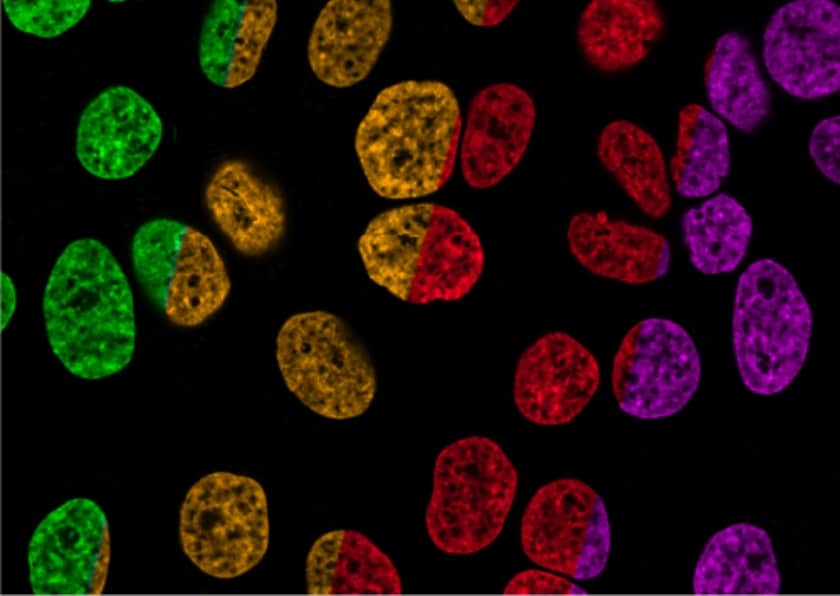NucSpot&reg; Nuclear Stains