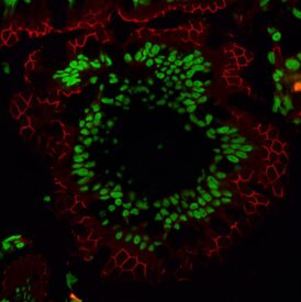 rat intestine cryosection blocked and stained with fluorescence microscopy products