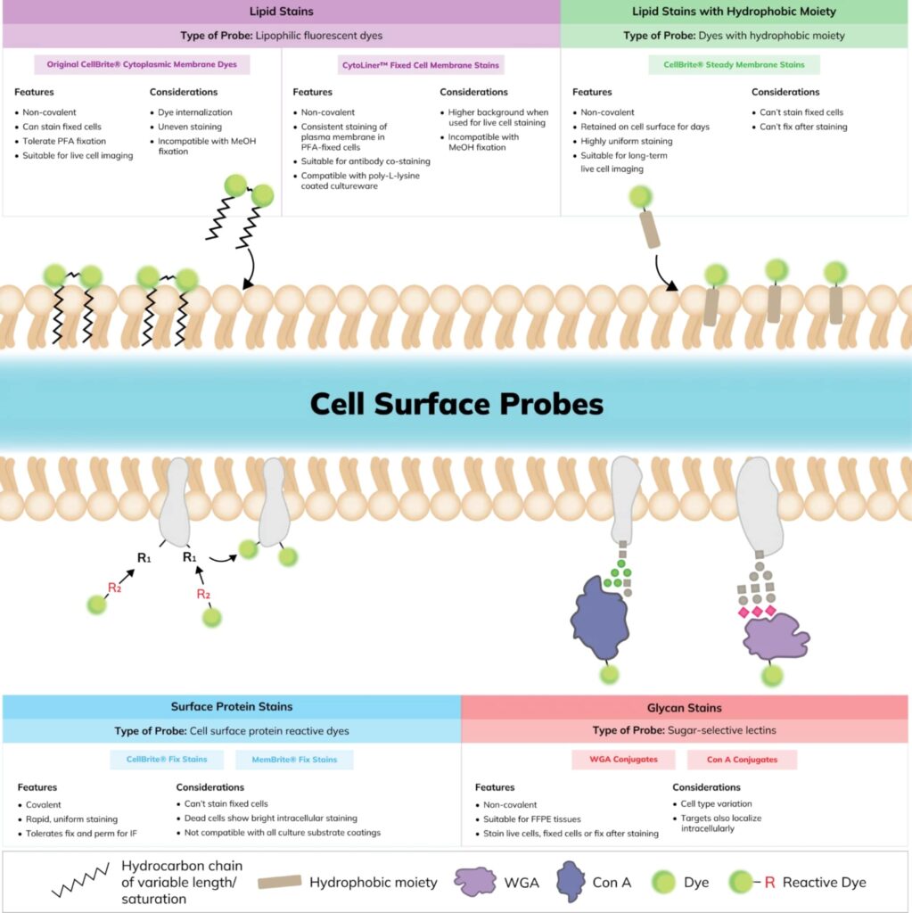 Membrane & Cell Surface Stains - Biotium