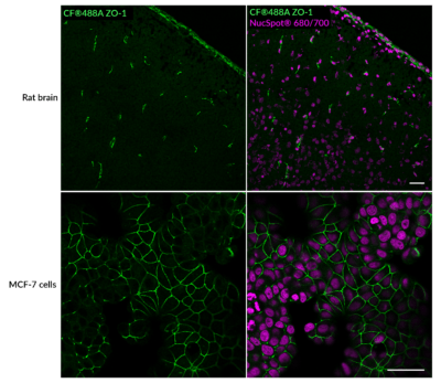 ZO-1 Recombinant Monoclonal Mouse Antibody (rZO1-1A12) – Biotium Choice <svg class="svgicon svg-verified"><use xlink:href="#svg-verified"></use></svg> - Image 2
