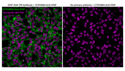 DNP Recombinant Monoclonal Rat Antibody (rLO-DNP-2) – Biotium Choice <svg class="svgicon svg-verified"><use xlink:href="#svg-verified"></use></svg> - Image 2