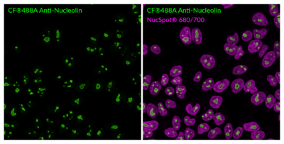 Nucleolin Recombinant Monoclonal Mouse Antibody (2507.NCL) - Biotium Choice <svg class="svgicon svg-verified"><use xlink:href="#svg-verified"></use></svg> - Image 2