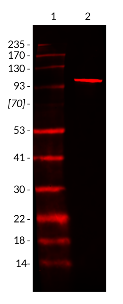 Nucleolin Recombinant Monoclonal Mouse Antibody (2507.NCL) - Biotium Choice <svg class="svgicon svg-verified"><use xlink:href="#svg-verified"></use></svg> - Image 3