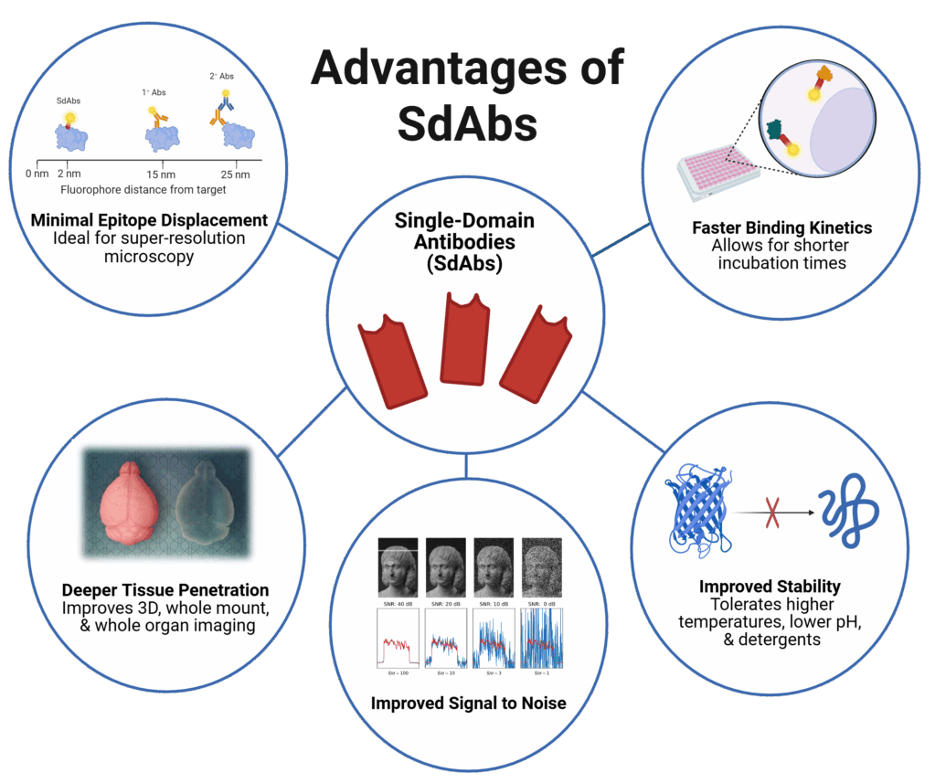 Infographic titled ‘Advantages of SdAbs’ showing five key benefits of single-domain antibodies (SdAbs). In the center, three red SdAb icons are surrounded by five labeled circles: (1) Minimal Epitope Displacement – ideal for super-resolution microscopy; (2) Faster Binding Kinetics – allows shorter incubation times; (3) Improved Stability – tolerates higher temperatures, lower pH, and detergents; (4) Improved Signal to Noise – enhances image clarity; and (5) Deeper Tissue Penetration – improves 3D, whole-mount, and whole-organ imaging. Illustrations accompany each benefit, showing molecular interactions, microscopy examples, and protein stability diagrams.