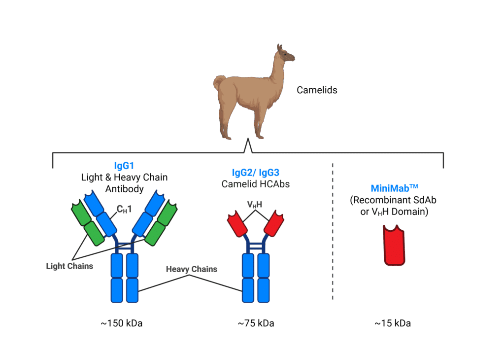 Infographic showing how camelids produce unique antibodies. At the top, a camelid (such as a llama) represents the source. Below, three antibody types are illustrated: IgG1, a conventional antibody with both light and heavy chains; IgG2/IgG3, camelid heavy-chain antibodies (HCAbs) that lack light chains and contain only VHH domains; and MiniMab™, a recombinant single-domain antibody (SdAb or VHH domain) about 15 kDa in size. The diagram highlights the structural simplification from full antibodies to single-domain fragments.