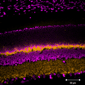 Fluorescence microscopy image of a rat eye cryosection showing layers of retinal cells. The section is stained with CF®568-labeled VGLUT1 MiniMab™ (orange) marking vesicular glutamate transporter 1, and NucSpot® 680/700 (magenta) labeling cell nuclei. Distinct layers of magenta and orange indicate organized retinal architecture, with the nuclei forming dense bands. A 50 µm scale bar appears in the lower right corner.