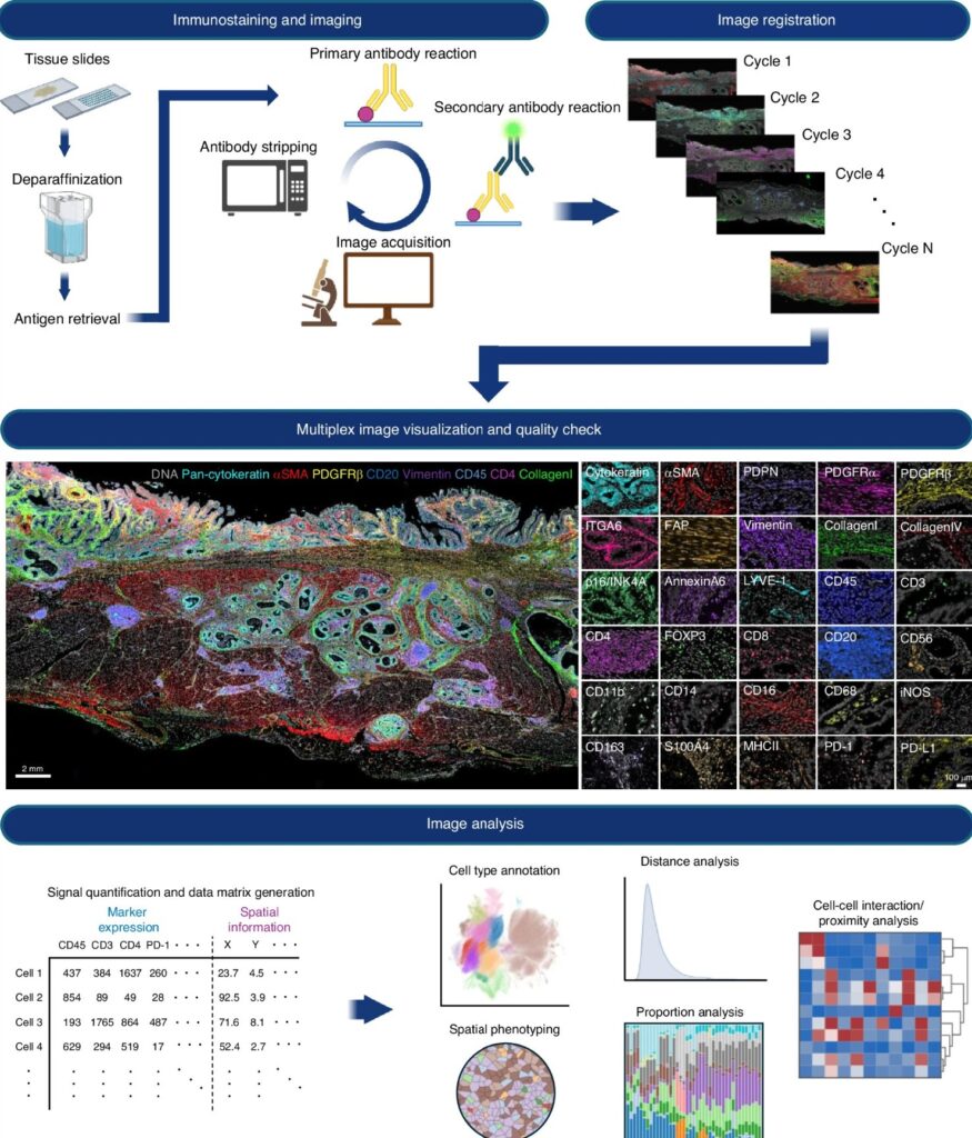 Mapping Biology: Multiplexing Strategies for High-Performance Spatial ...