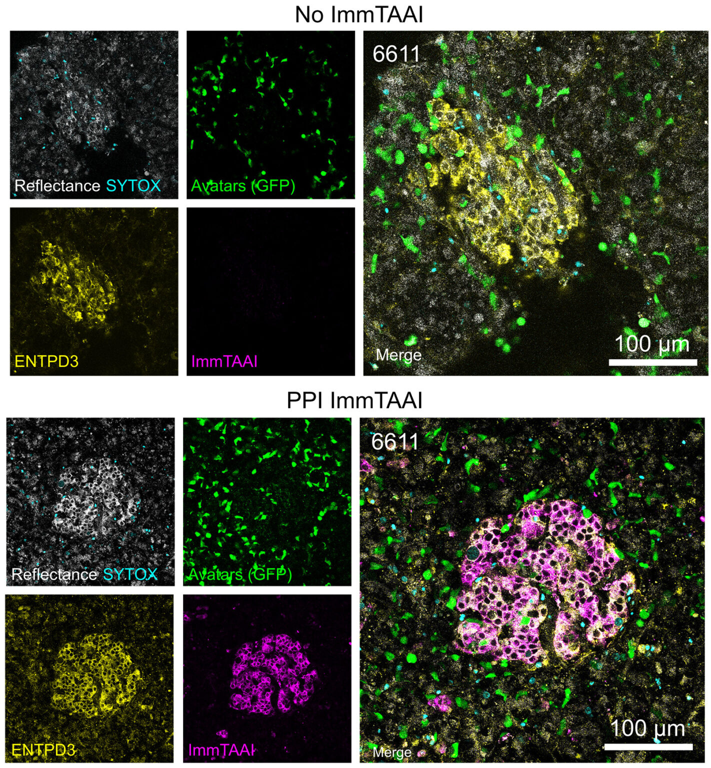 Sambucus Nigra Lectin (SNA, EBL) Conjugates - Biotium